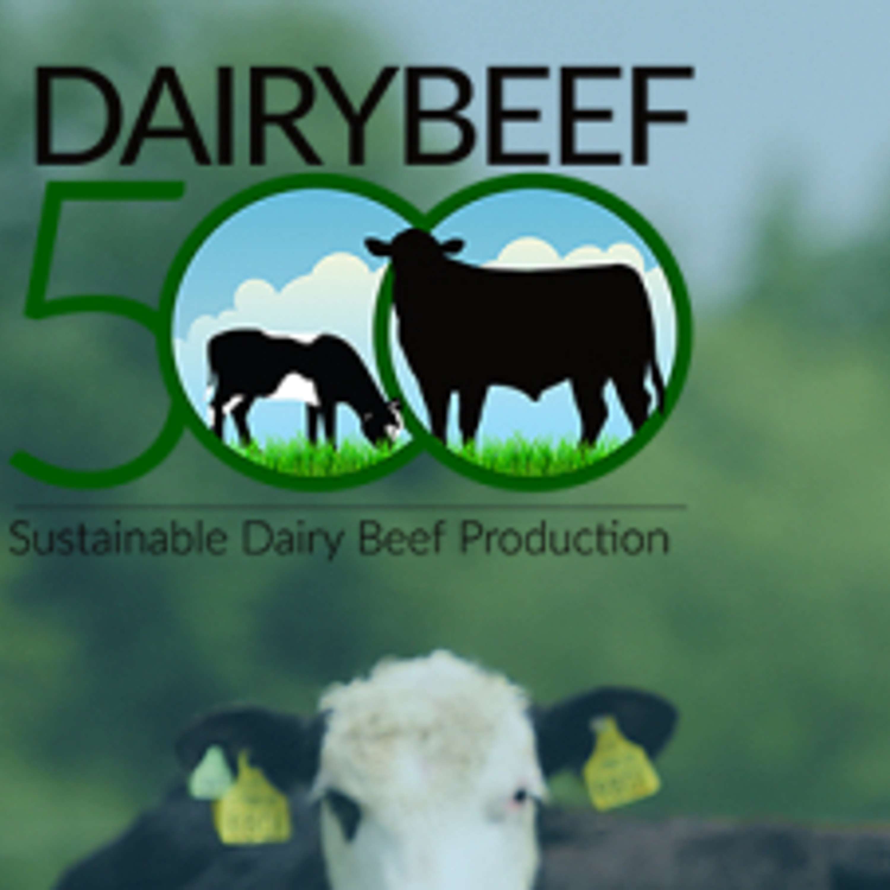 DairyBeef 500 and what it hopes to achieve in the next five years