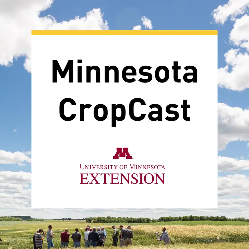 An In-depth Discussion about Successful Minnesota Corn and Soybean Planting in 2024