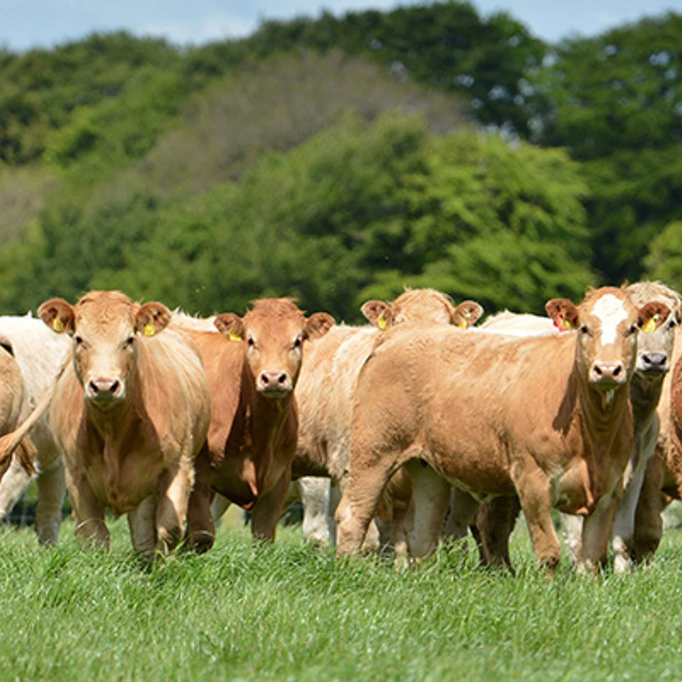 The Challenge of High Beef Prices