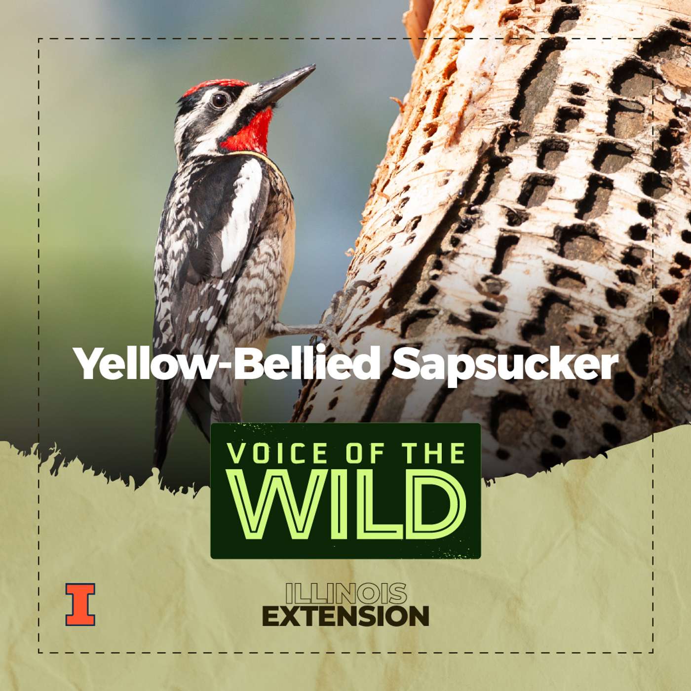 Episode 74: Yellow-Bellied Sapsucker – Voice of the Wild Episode 74: Yellow-Bellied Sapsucker – Voice of the Wild