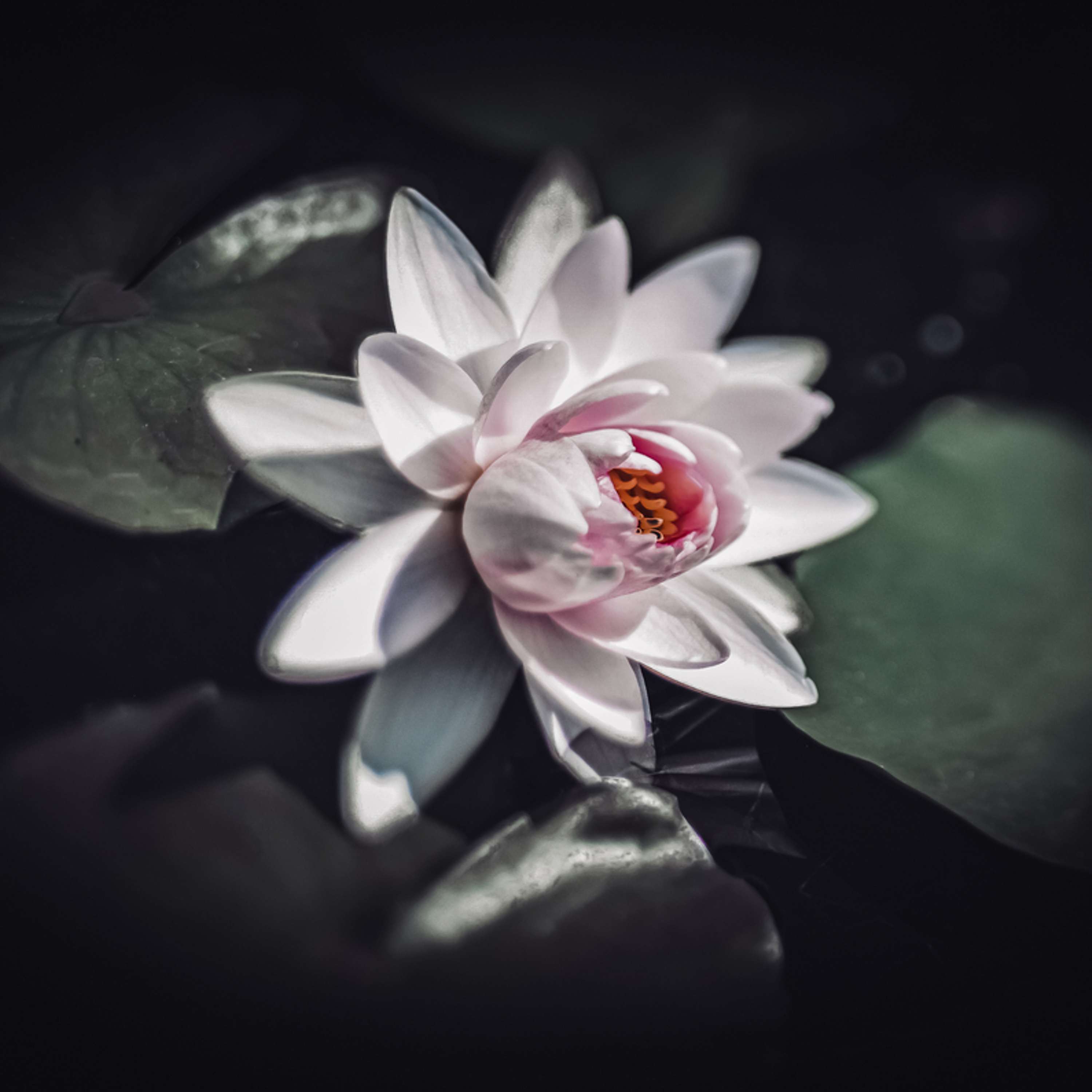 Serendipity