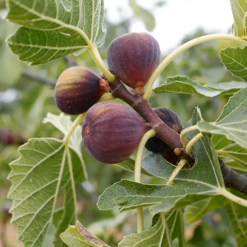 Know Your Fruit Tree's Name with Jason Adkins, and Brown Turkey Fig Trees in Philly with Erica Smith Fichman