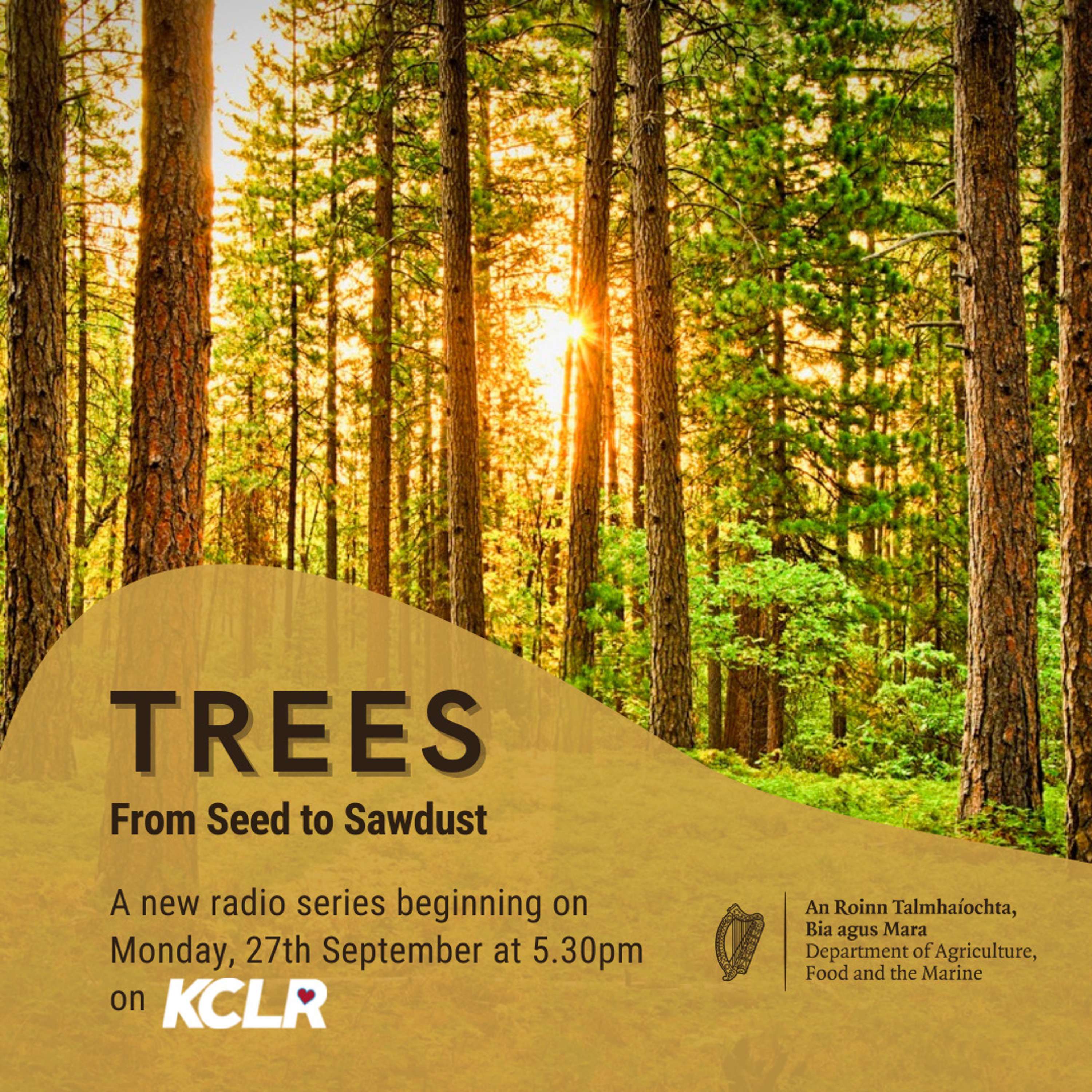 Trees: From Seed to Sawdust - Episode 11 - Christmas Tree Life