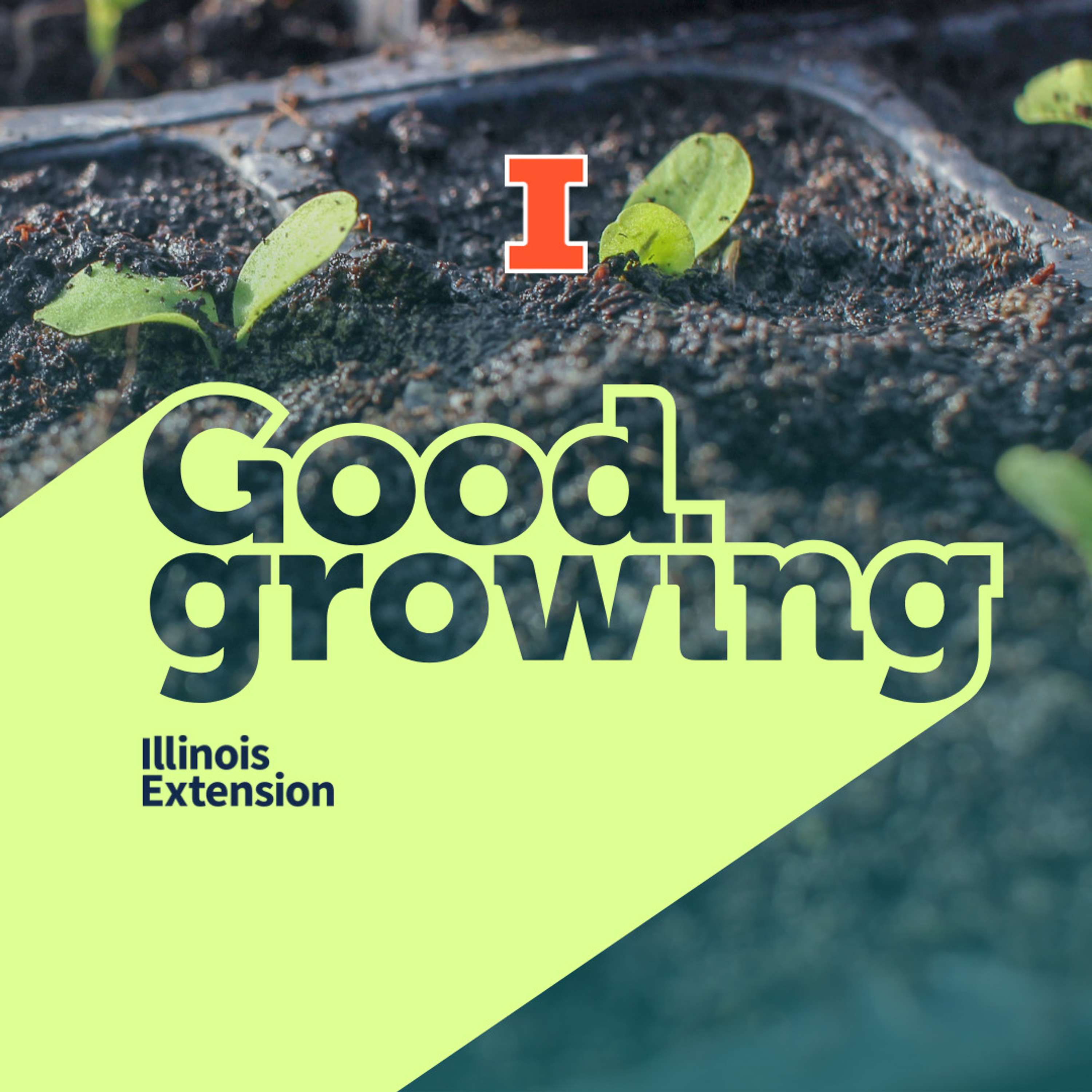 Ep. 168 Starting seeds at home | #GoodGrowing