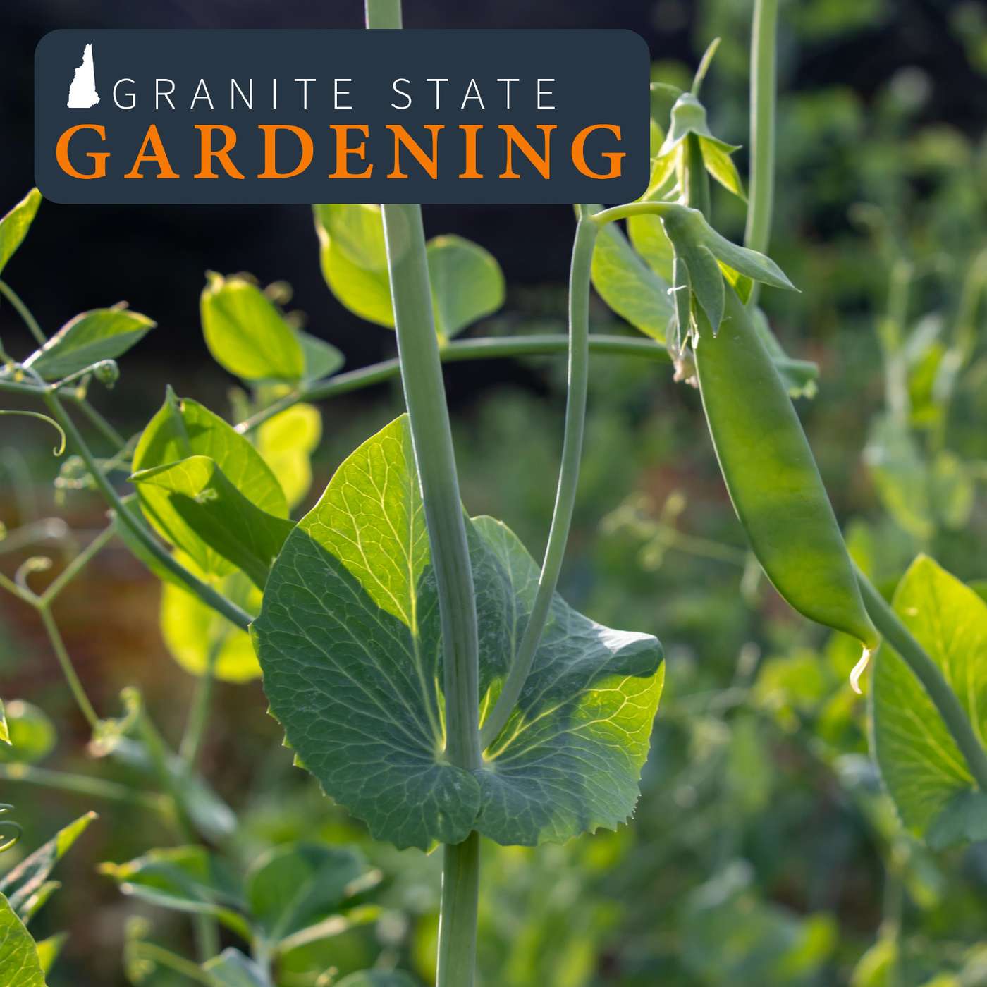 Growing Cool Season Vegetables in your Spring Garden