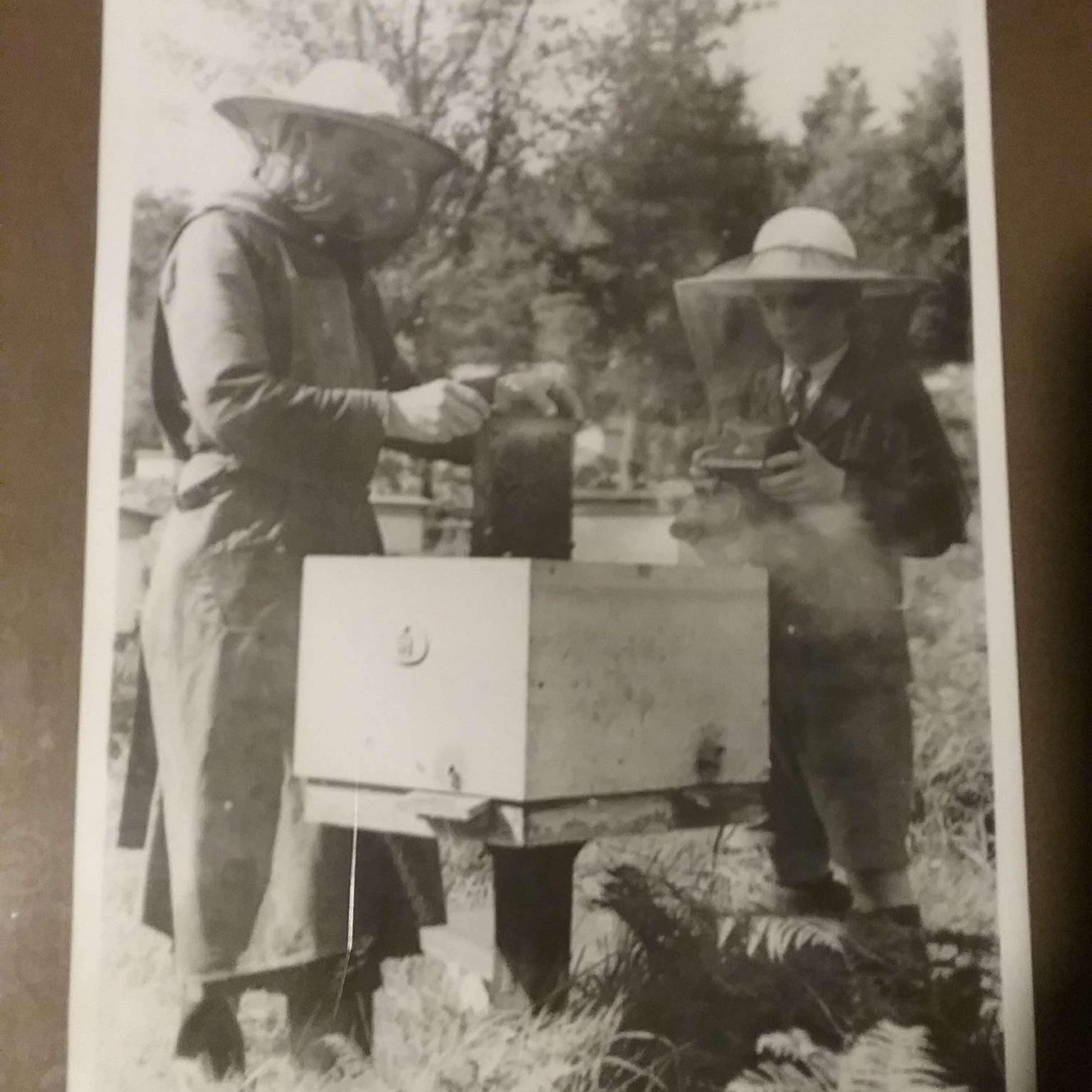 Breeding the Honeybee