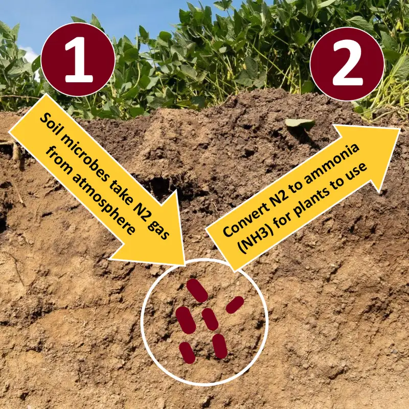Nitrogen-fixing biological products: Four Midwest experts weigh in on industry claims, on-farm research tips, and more