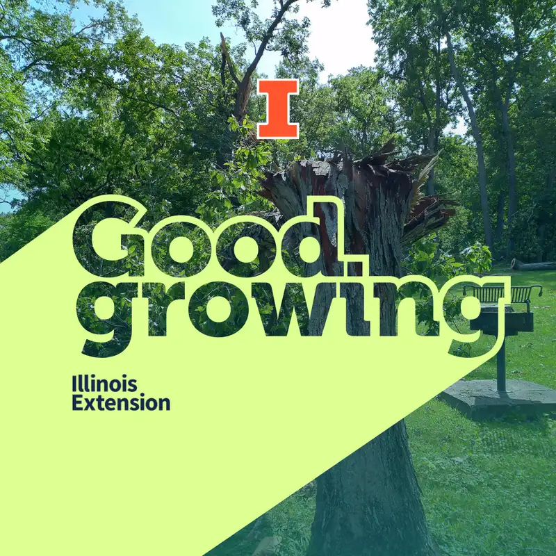 Ep. 144 Derechos & Tree Damage | #GoodGrowing