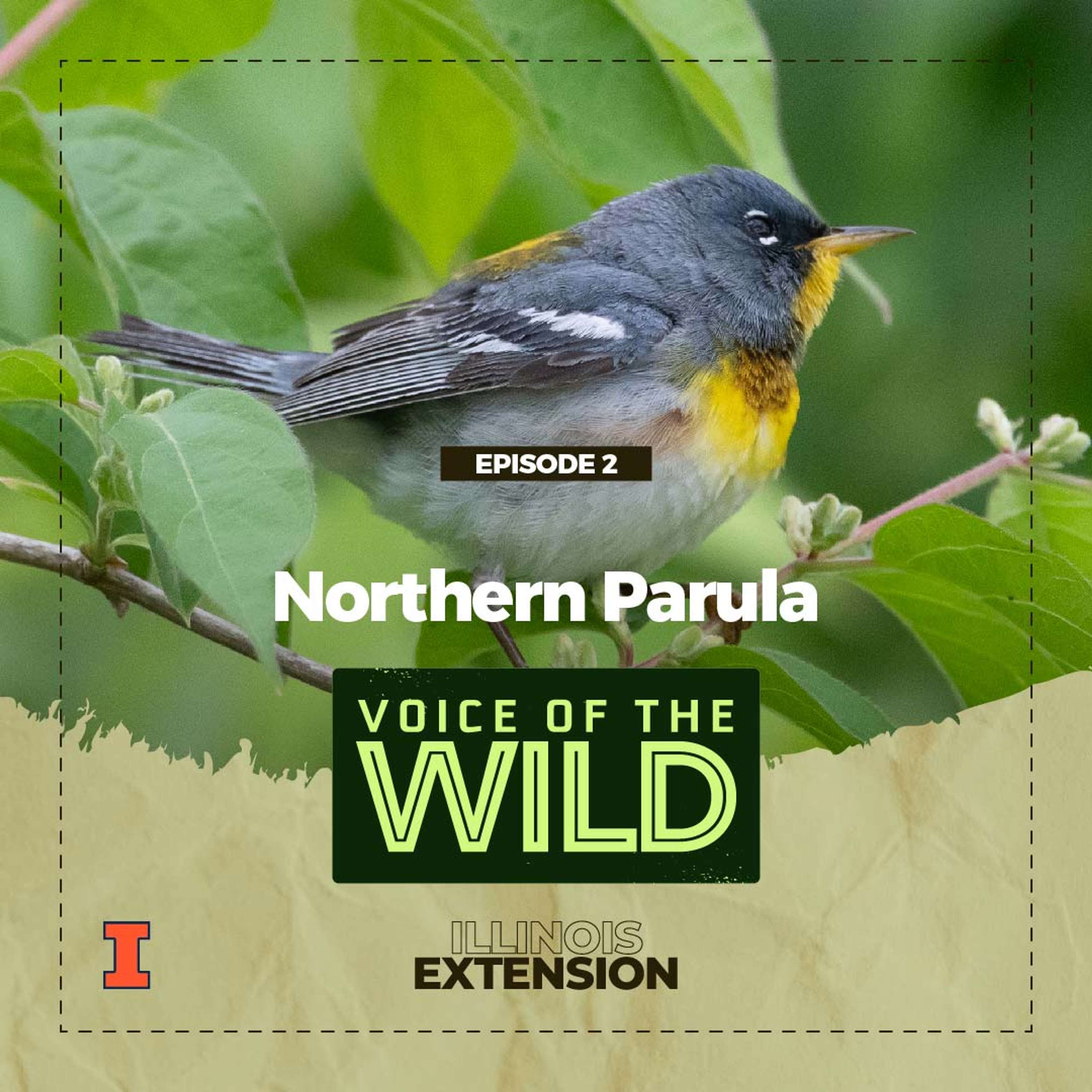 Voice of the Wild