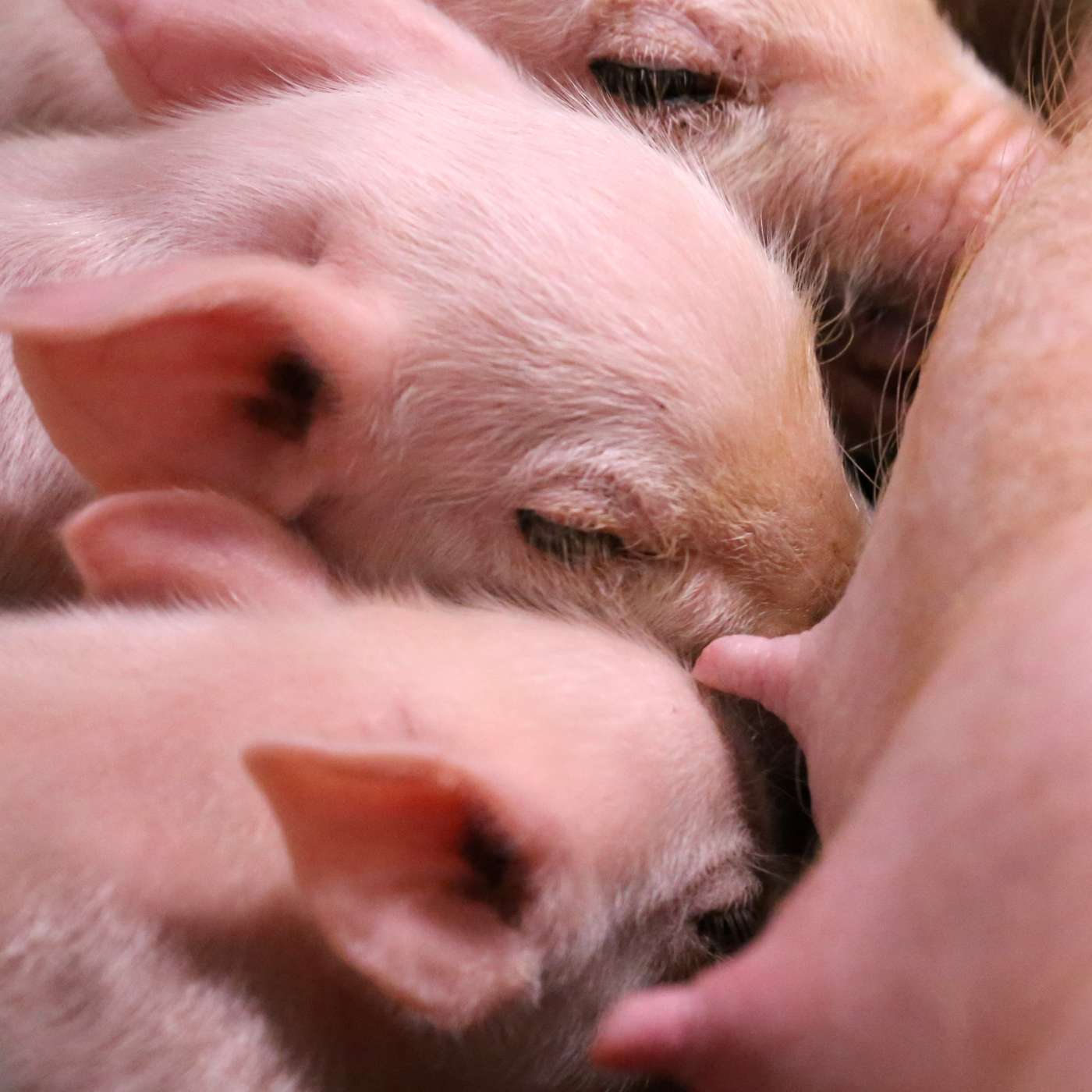 The latest on breeding & reproduction