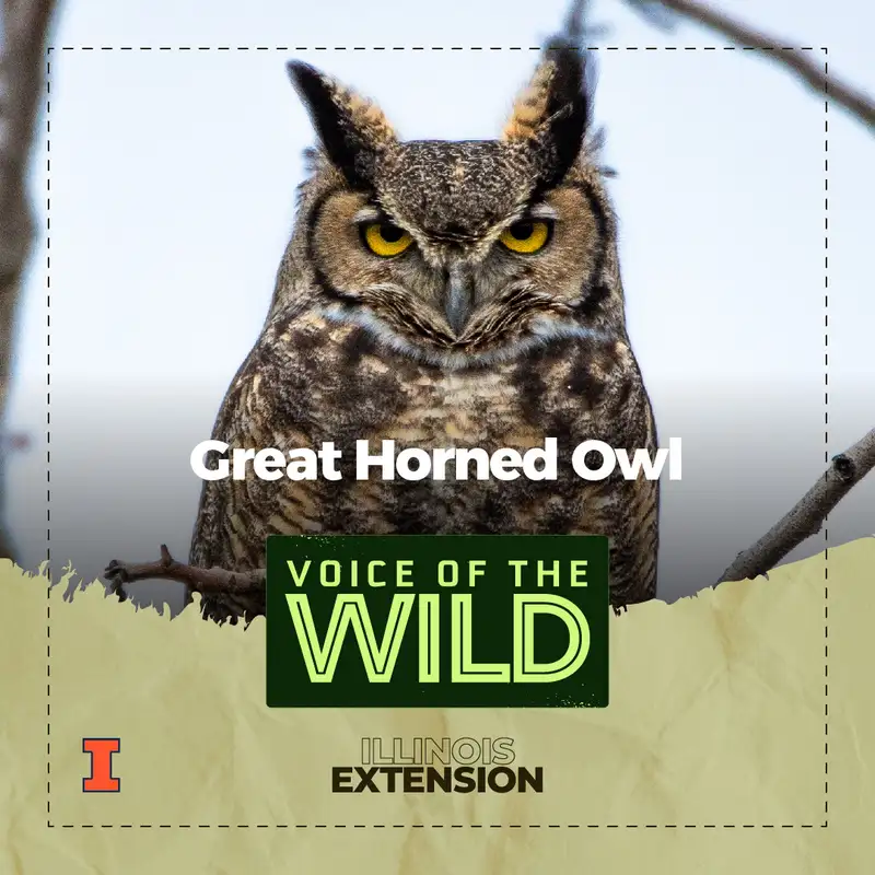 Episode 38: Great Horned Owl – Voice of the Wild