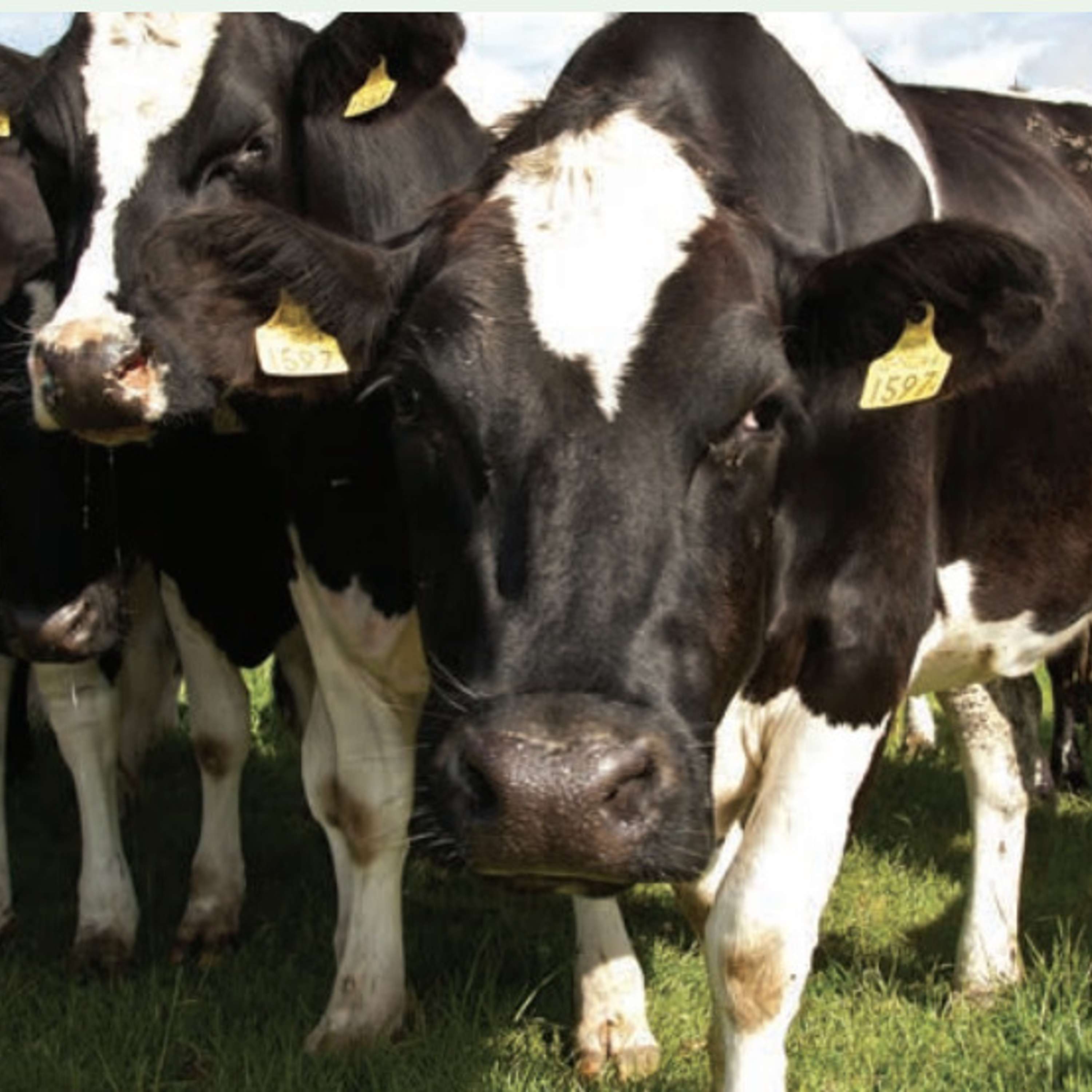 The Dairy Edge