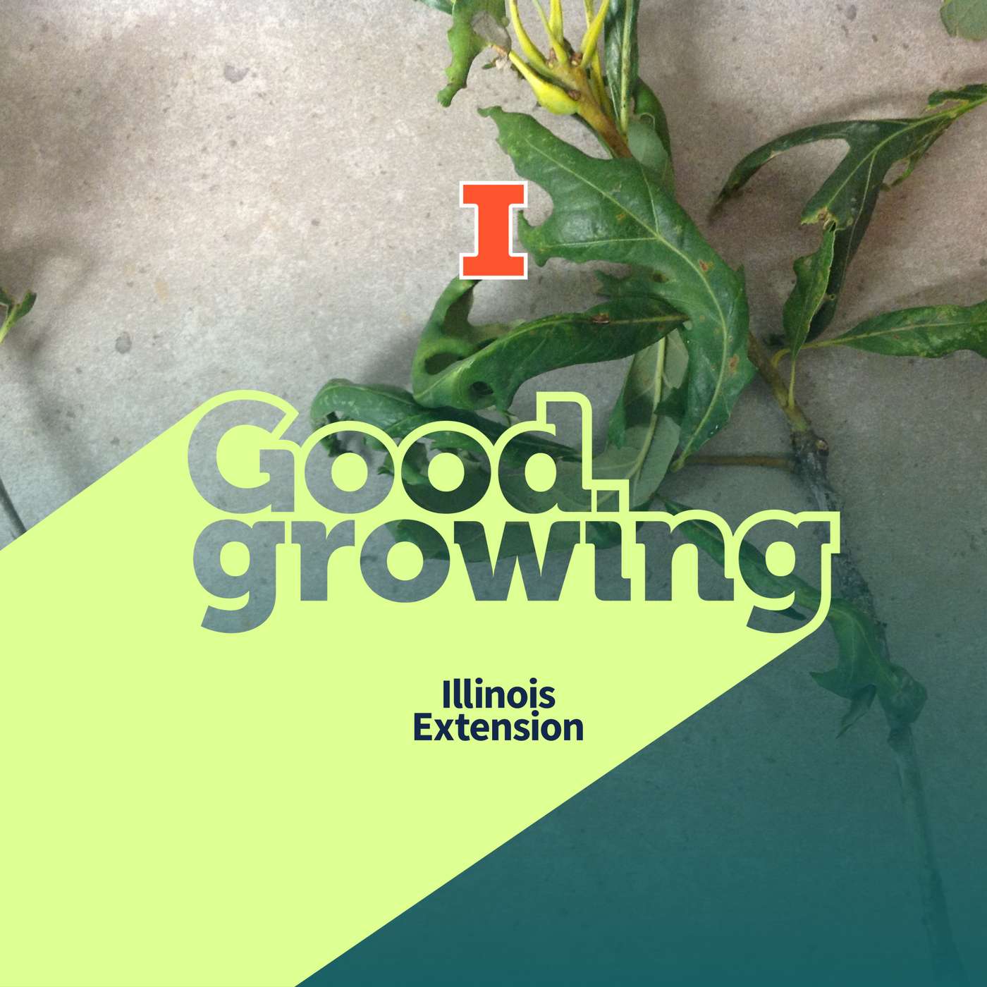 Good Growing