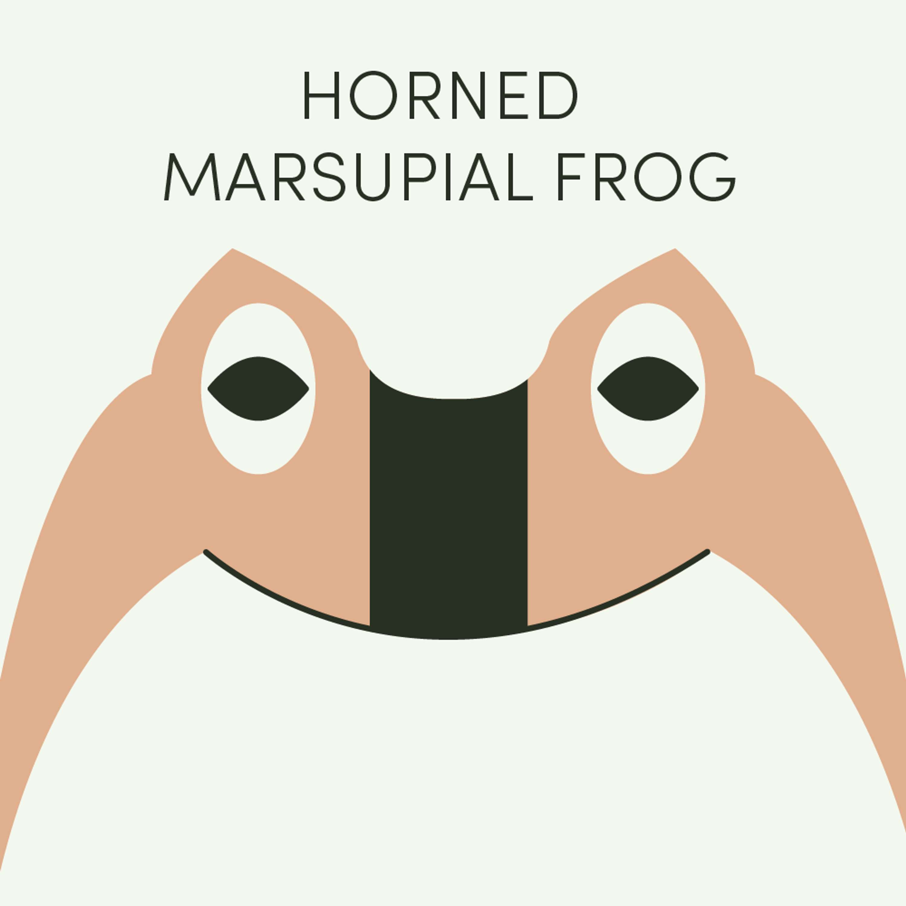 Horned Marsupial Frog | Week of May 20th