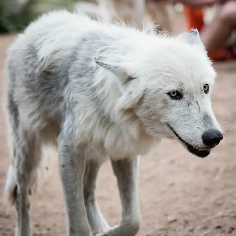 Austin Hoffman Mission Wolf