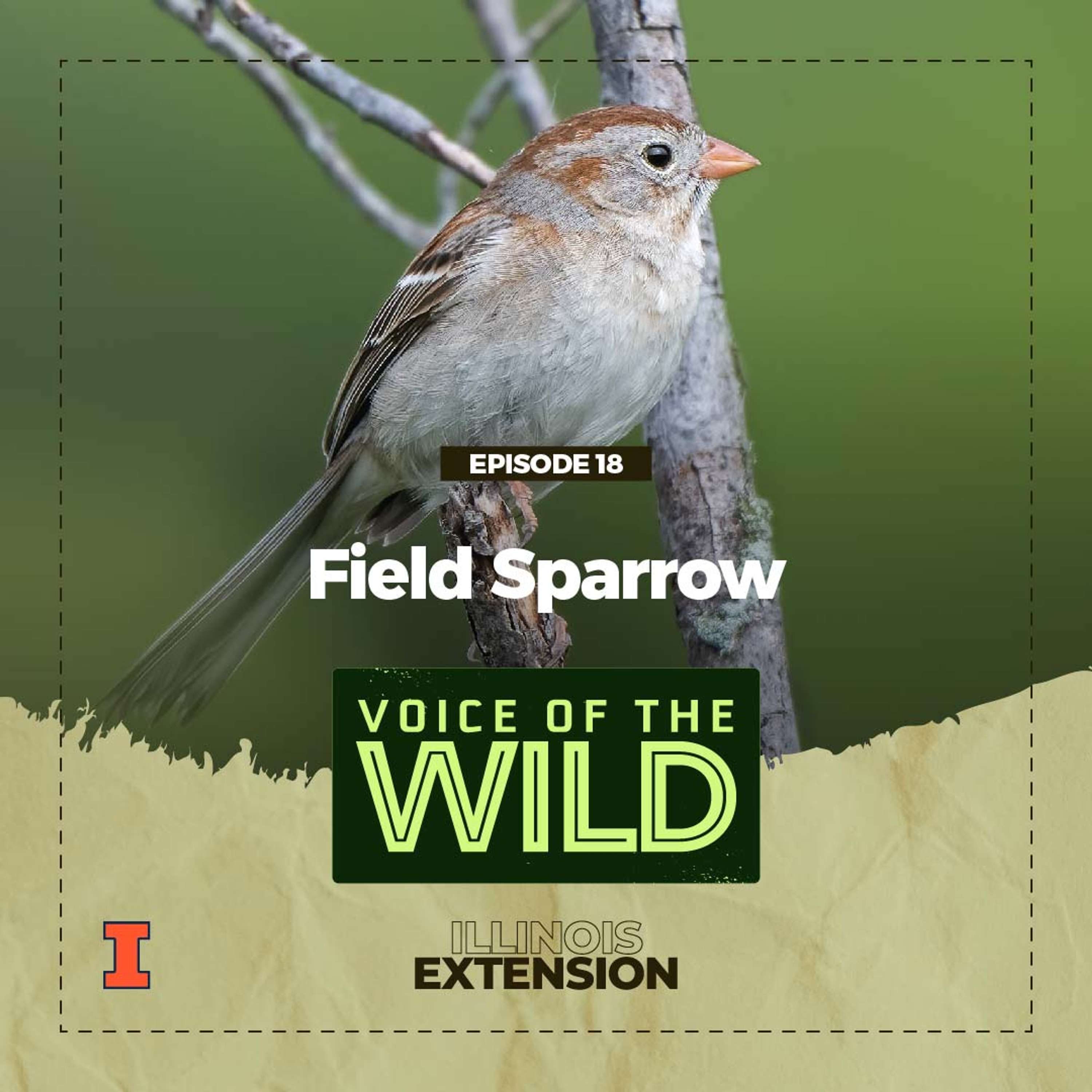 Voice of the Wild