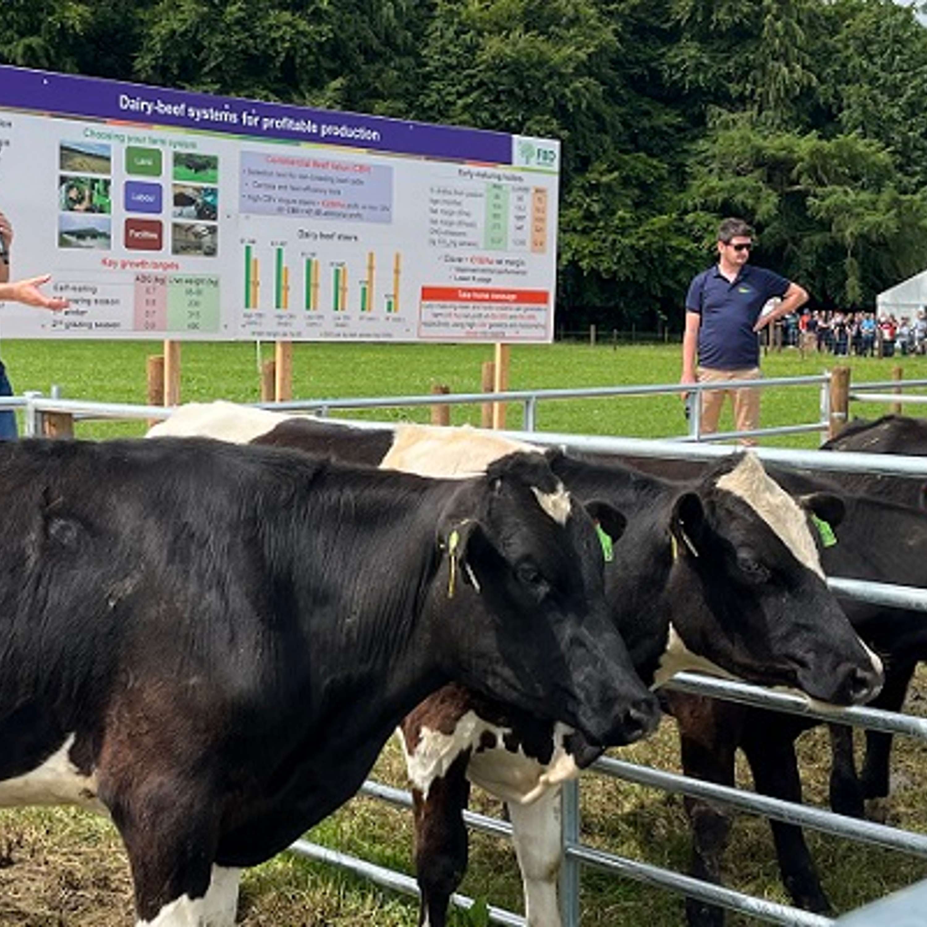 The key messages from the BEEF2024 Dairy Calf-to-Beef Village