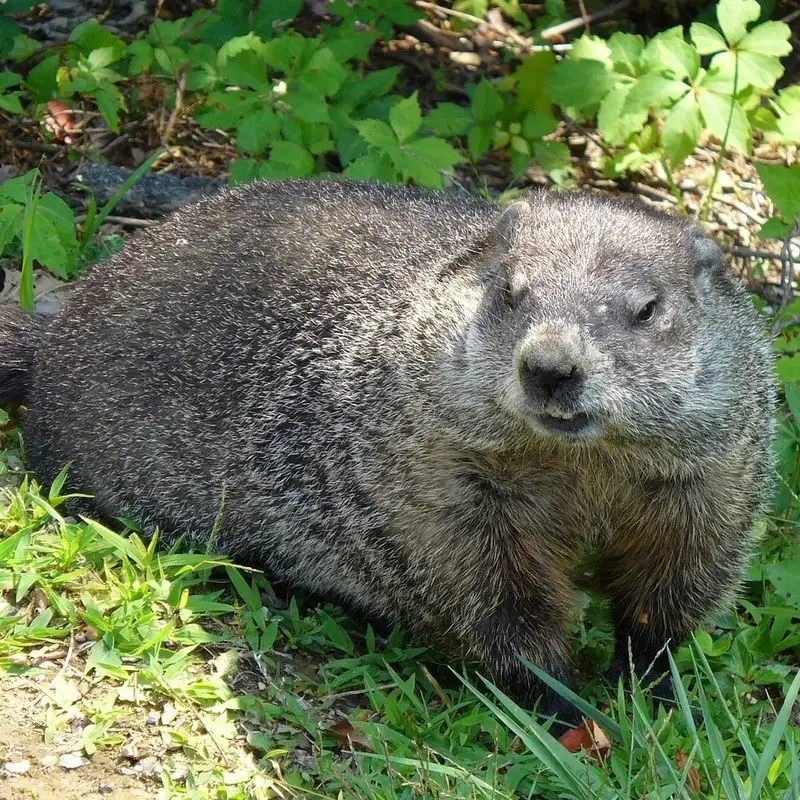 Mystery Animal