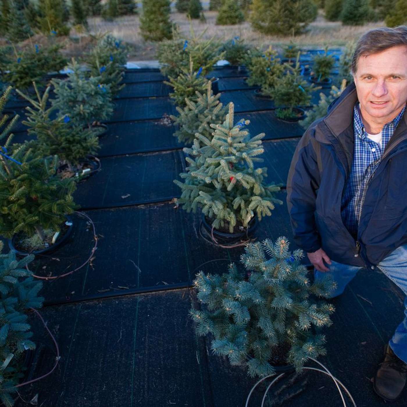 “Fresh tree, fresh cut, fresh water” – MSU expert on how to get the most from your real Michigan Christmas tree