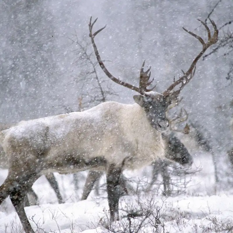 Caribous forestiers québécois: le décret d’urgence les sauvera-t-il?