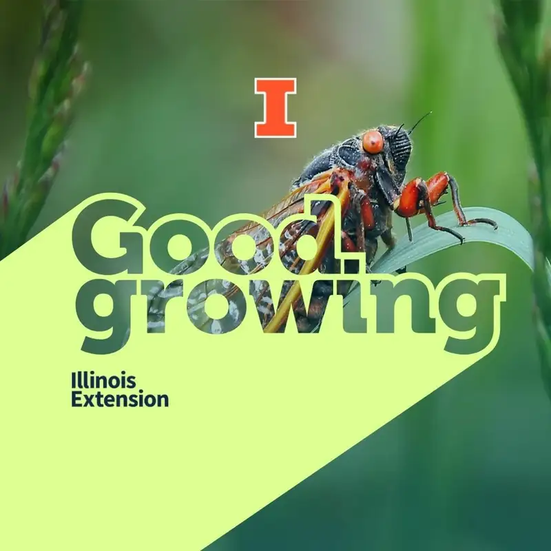 Ep. 69 All About Cicadas #goodgrowing