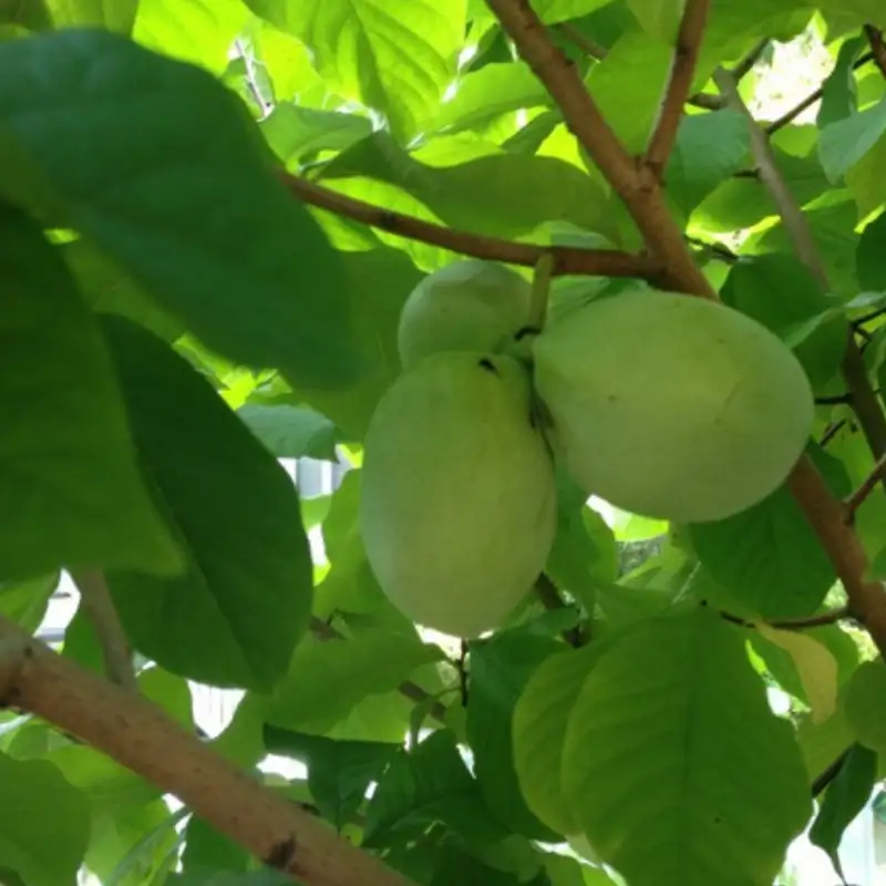 All You Need To Know About Pawpaws with Dan Bissonnette