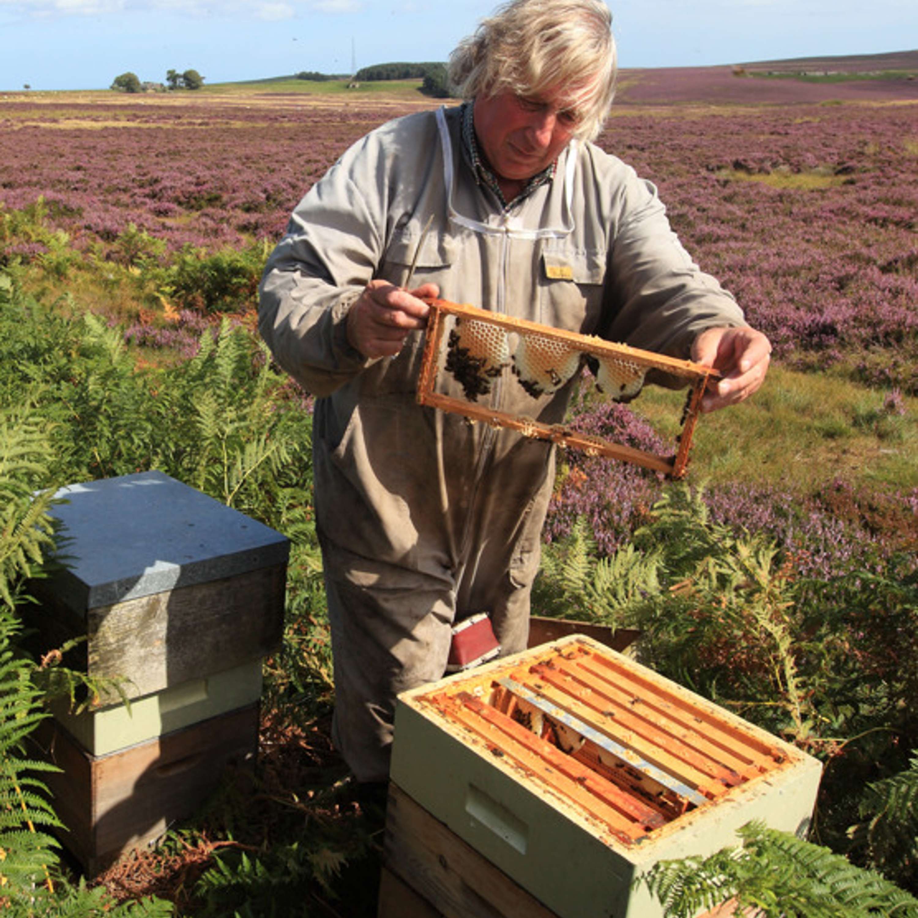 Breeding the Honeybee