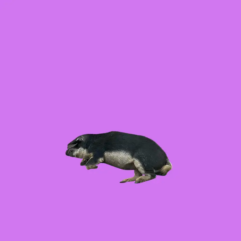 Take a surreal road trip with DOG FM