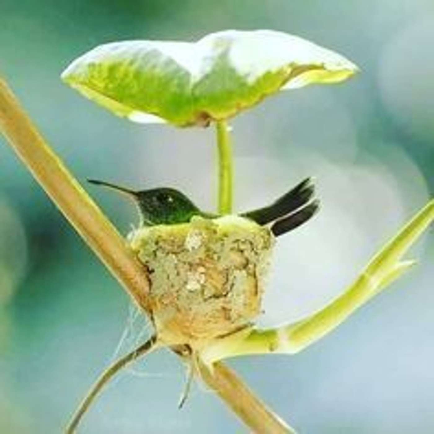 The Las Vegas Real Estate Room