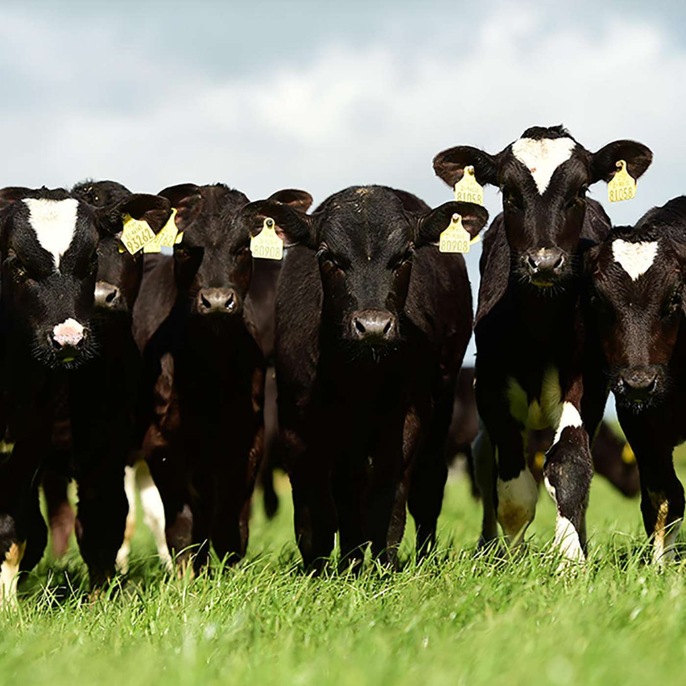 The Beef Edge