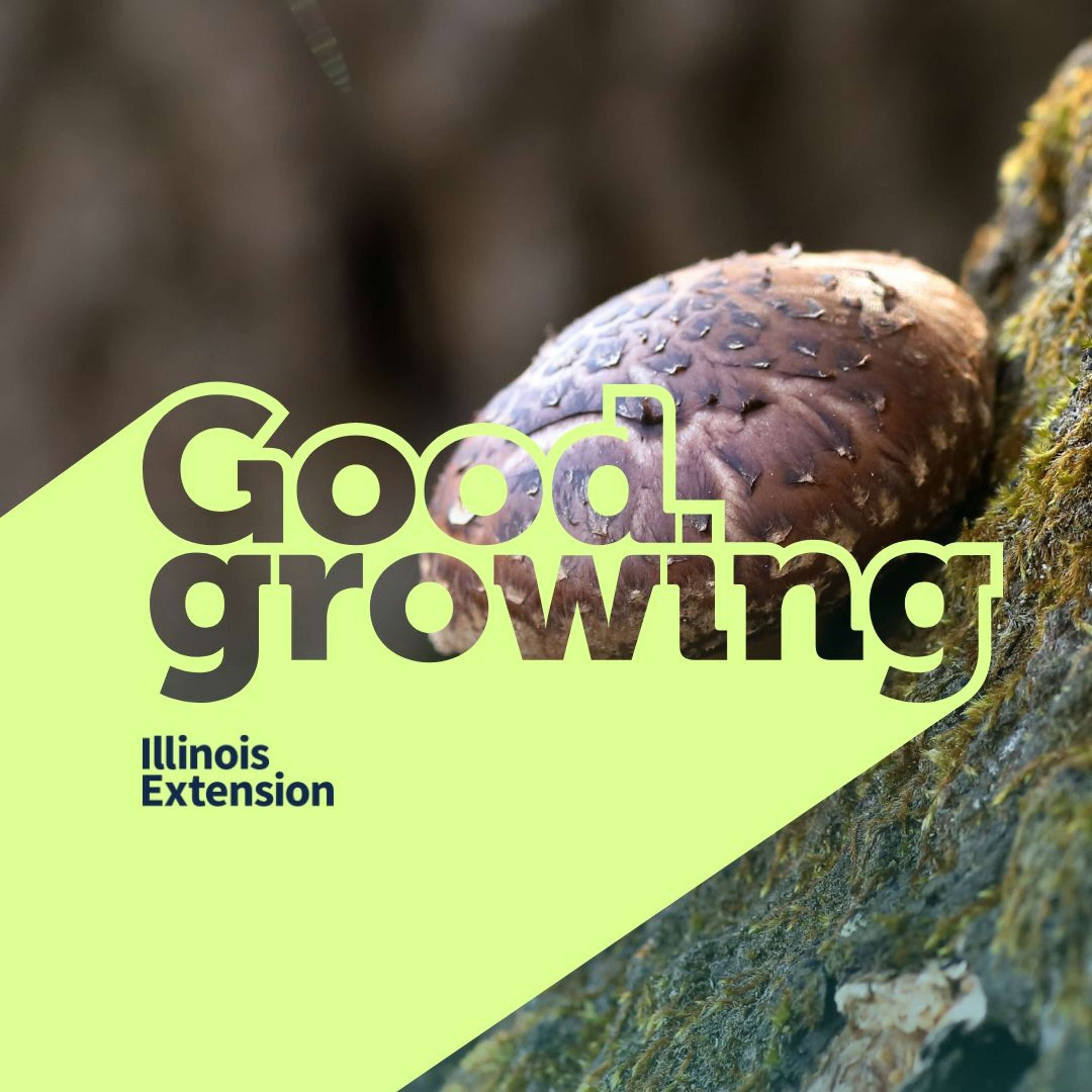 Ep. 138 Growing shiitake mushrooms | #GoodGrowing