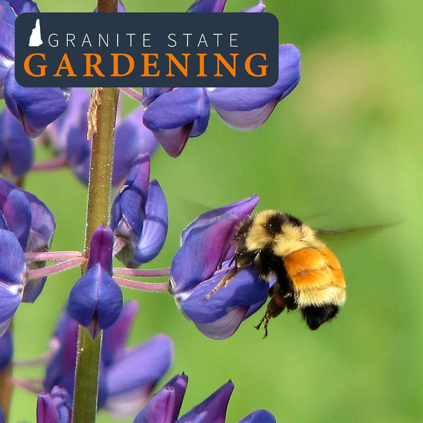 Celebrating Pollinator Week: Supporting Bees in your Yard and Garden