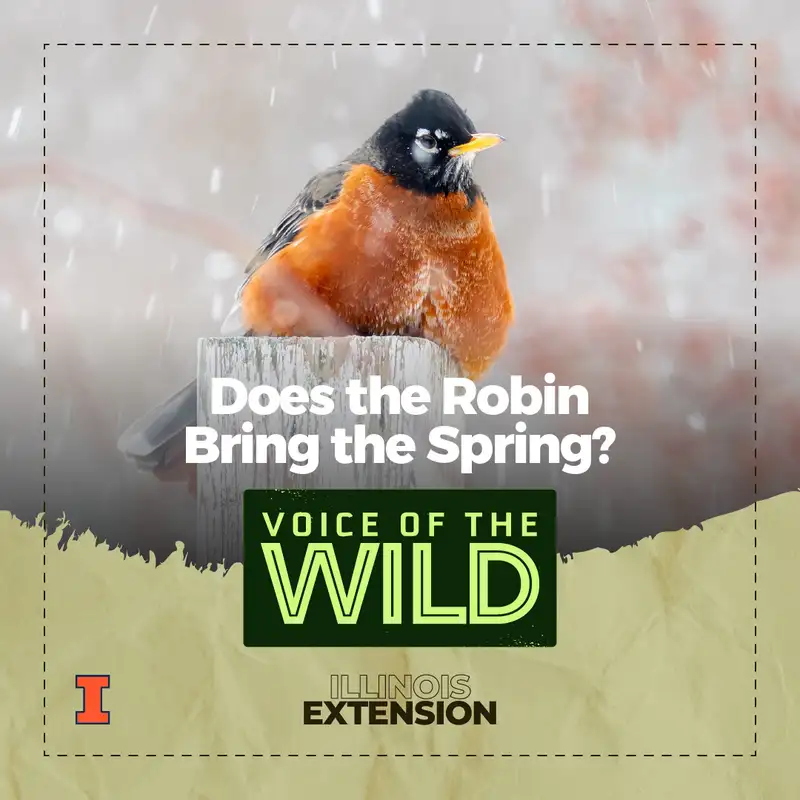 Does the Robin Bring the Spring? – Voice of the Wild