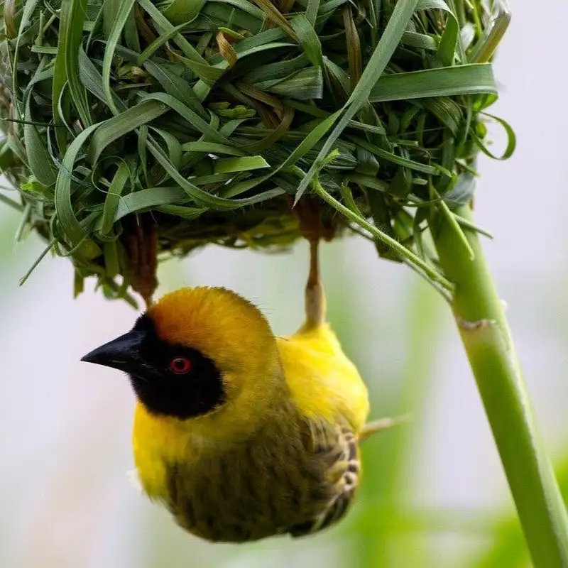 Bird Nests