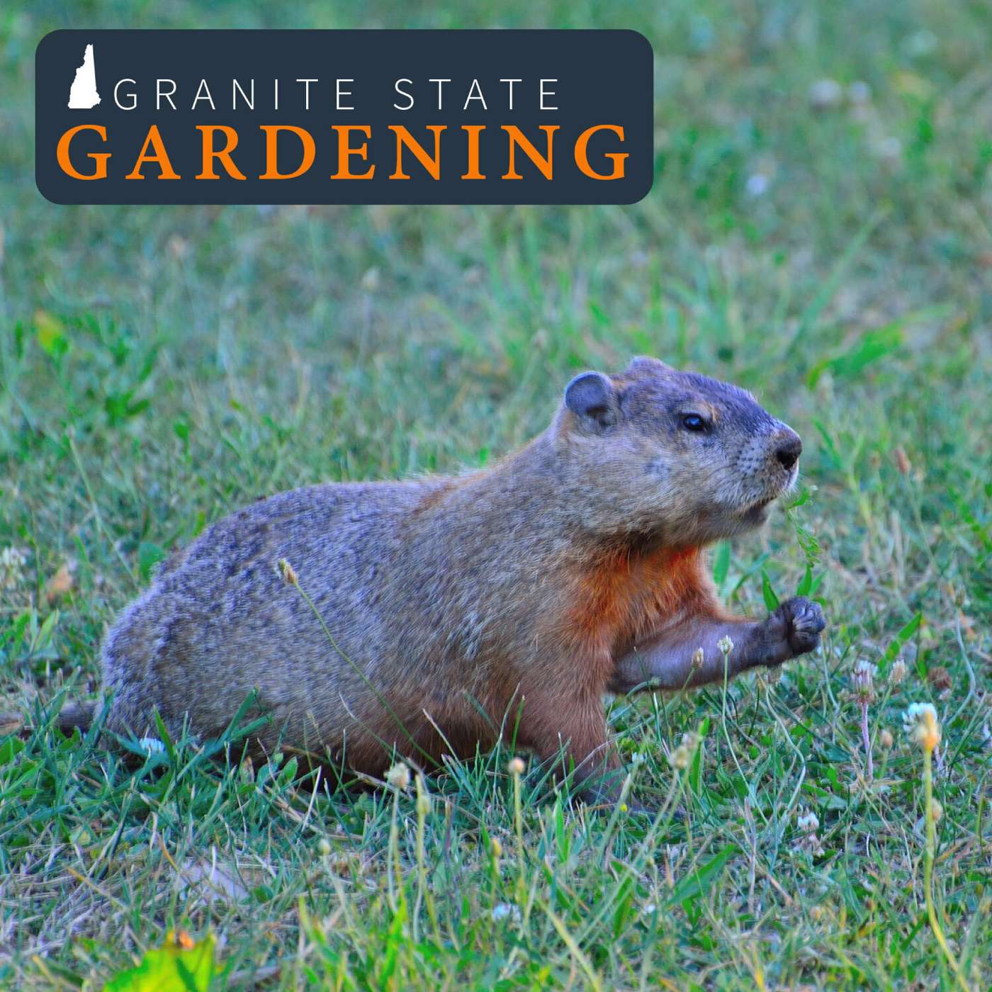 Dealing with Nuisance Wildlife, Growing Garlic, Inkberry & Tree Guards