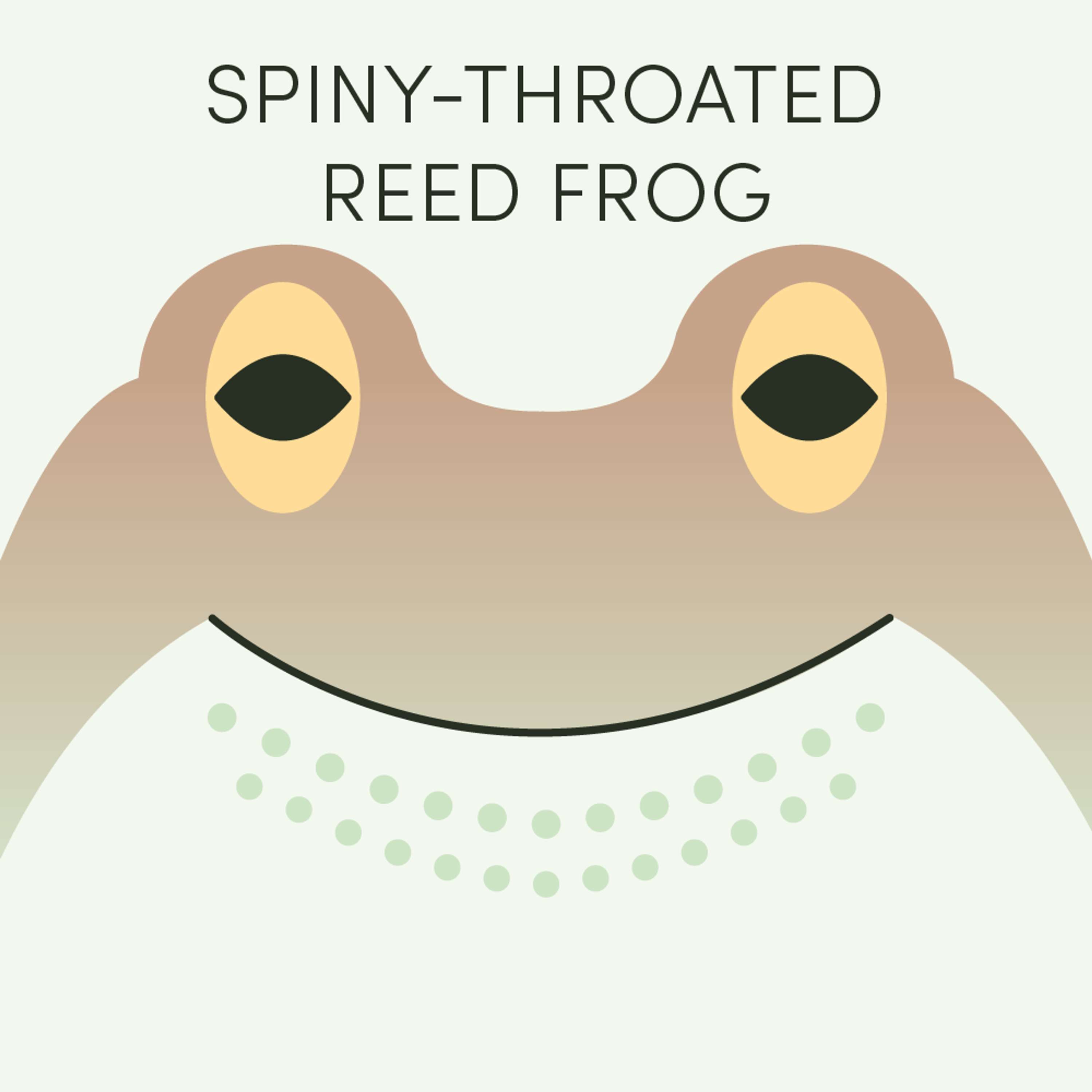 Spiny-Throated Reed Frog | Week of September 30th