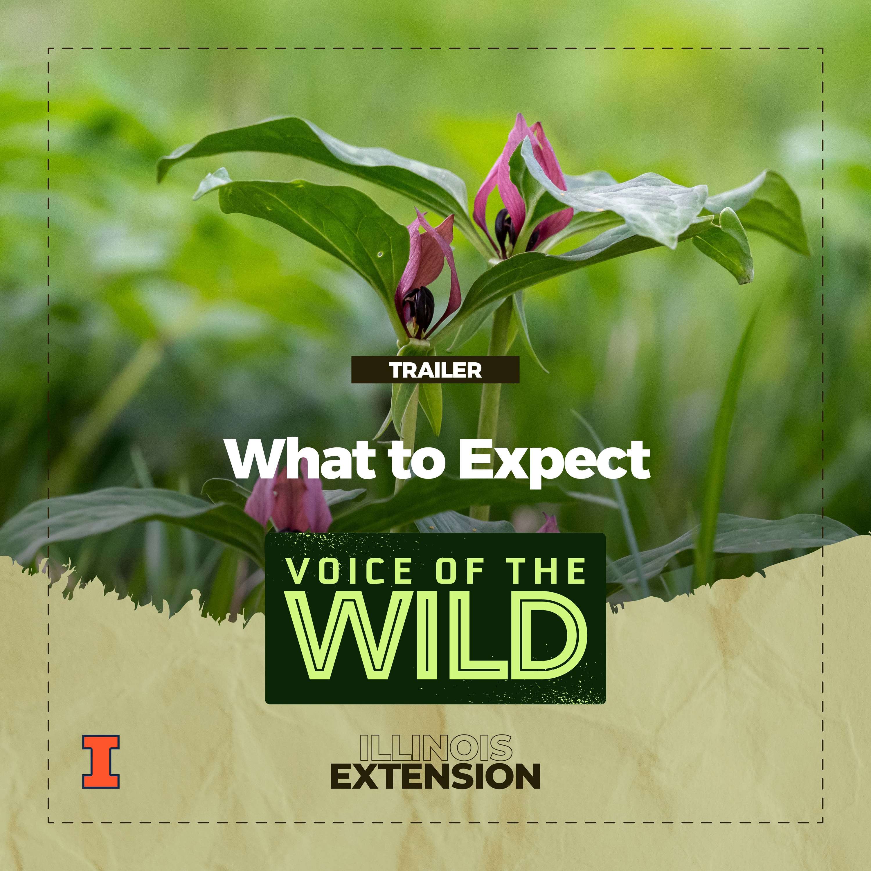 Voice of the Wild