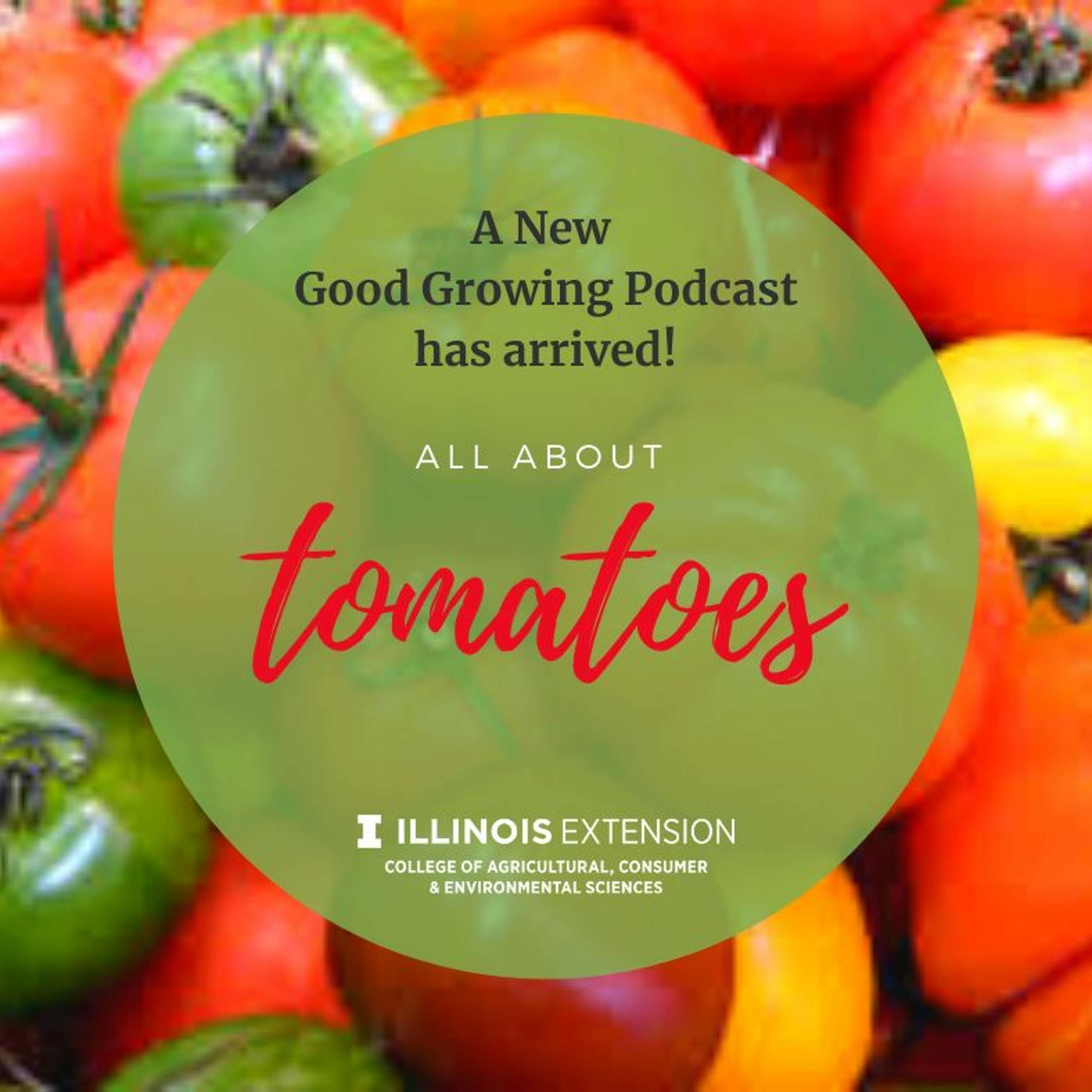 Ep. 15 All about tomatoes! With guest Andrew Holsinger