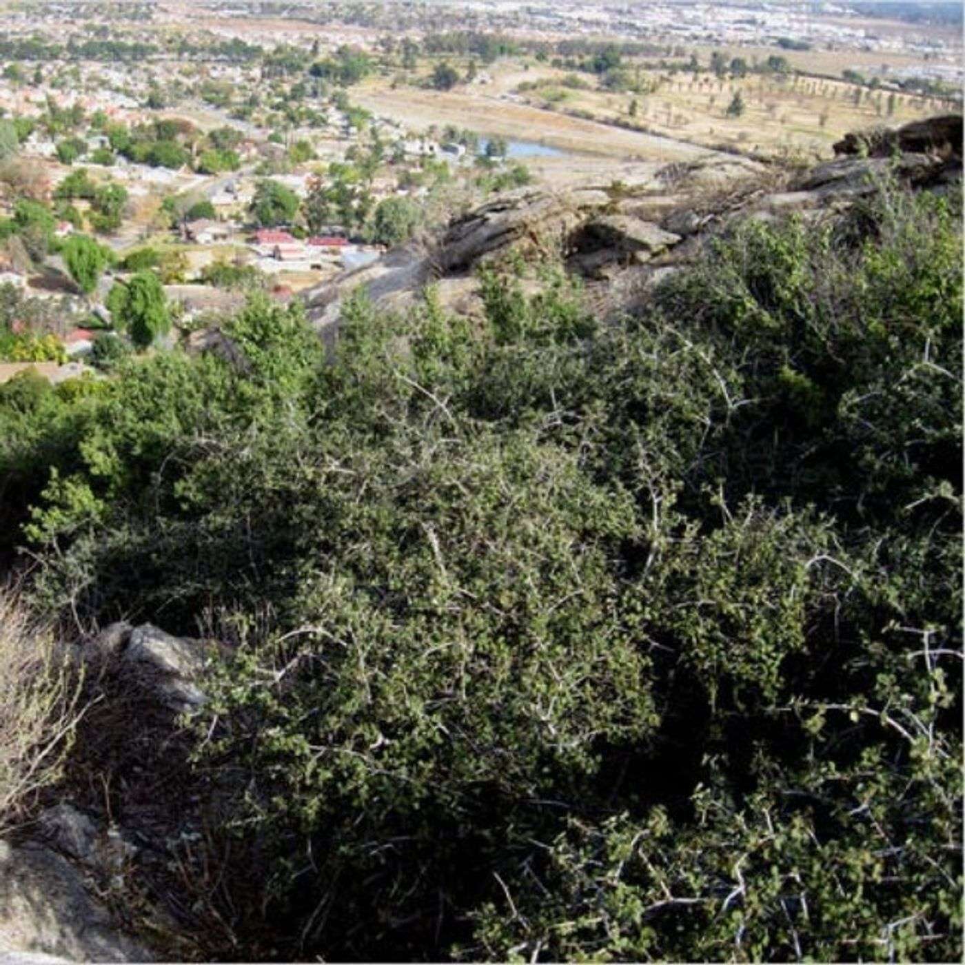 34 Circe Salon -- The Parallax