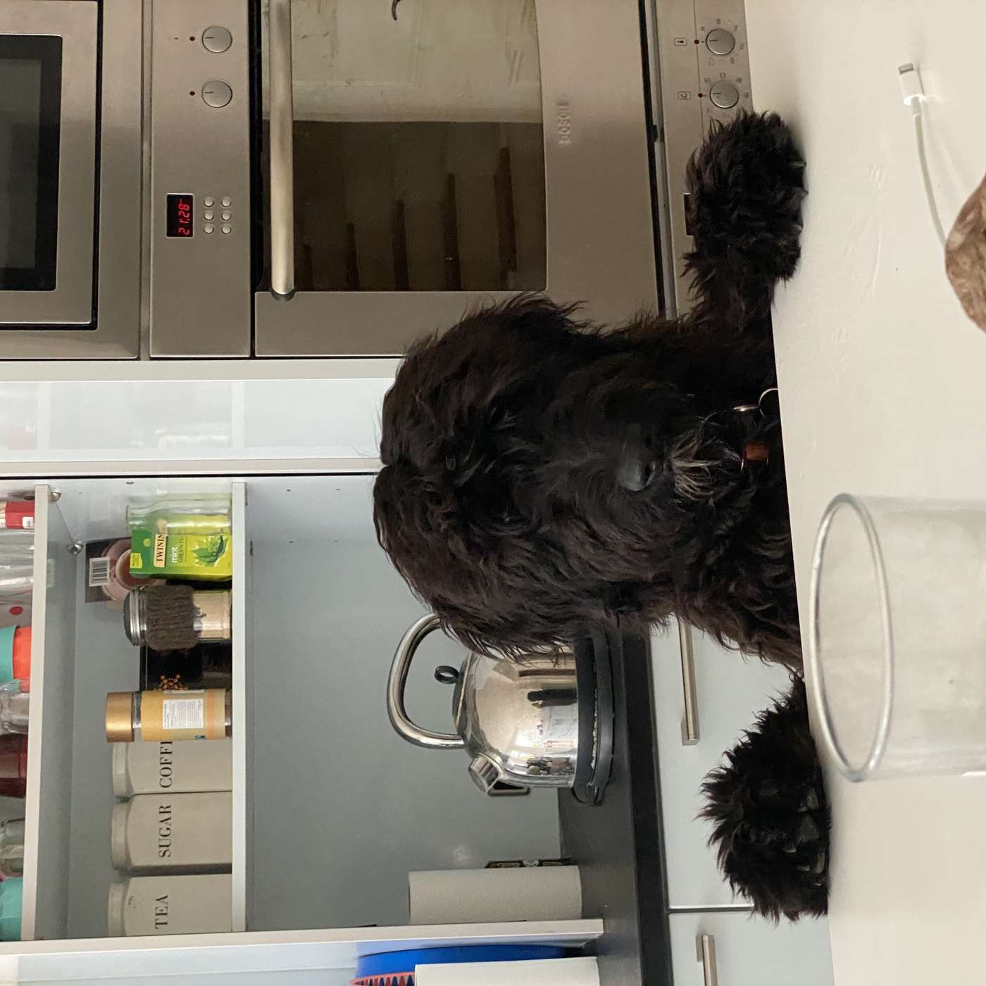 In conversation with (Celeste) CC Dog Grooming! 