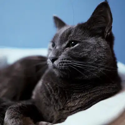 Alfie
