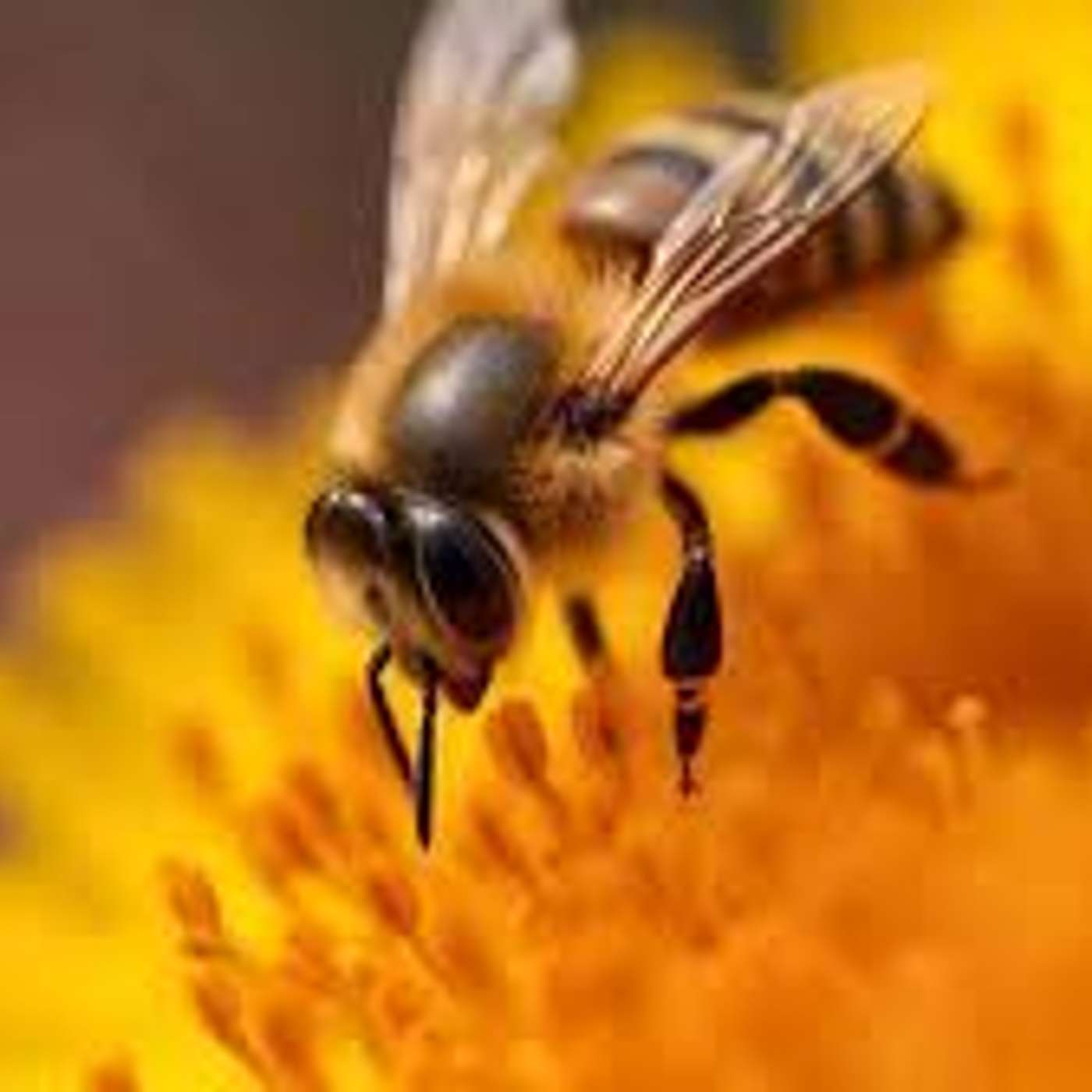 The Organic Farm Stand:  The Neo-Nics are Here -- Save Our Birds and Bees!