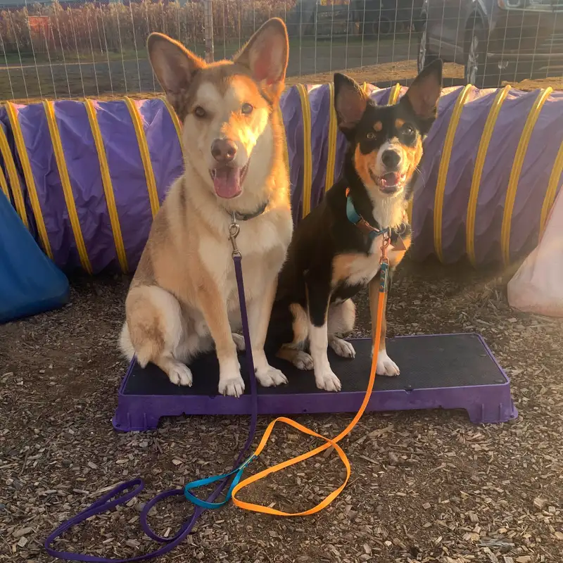 Training for Canine Confidence in Trials with Laura Waudby