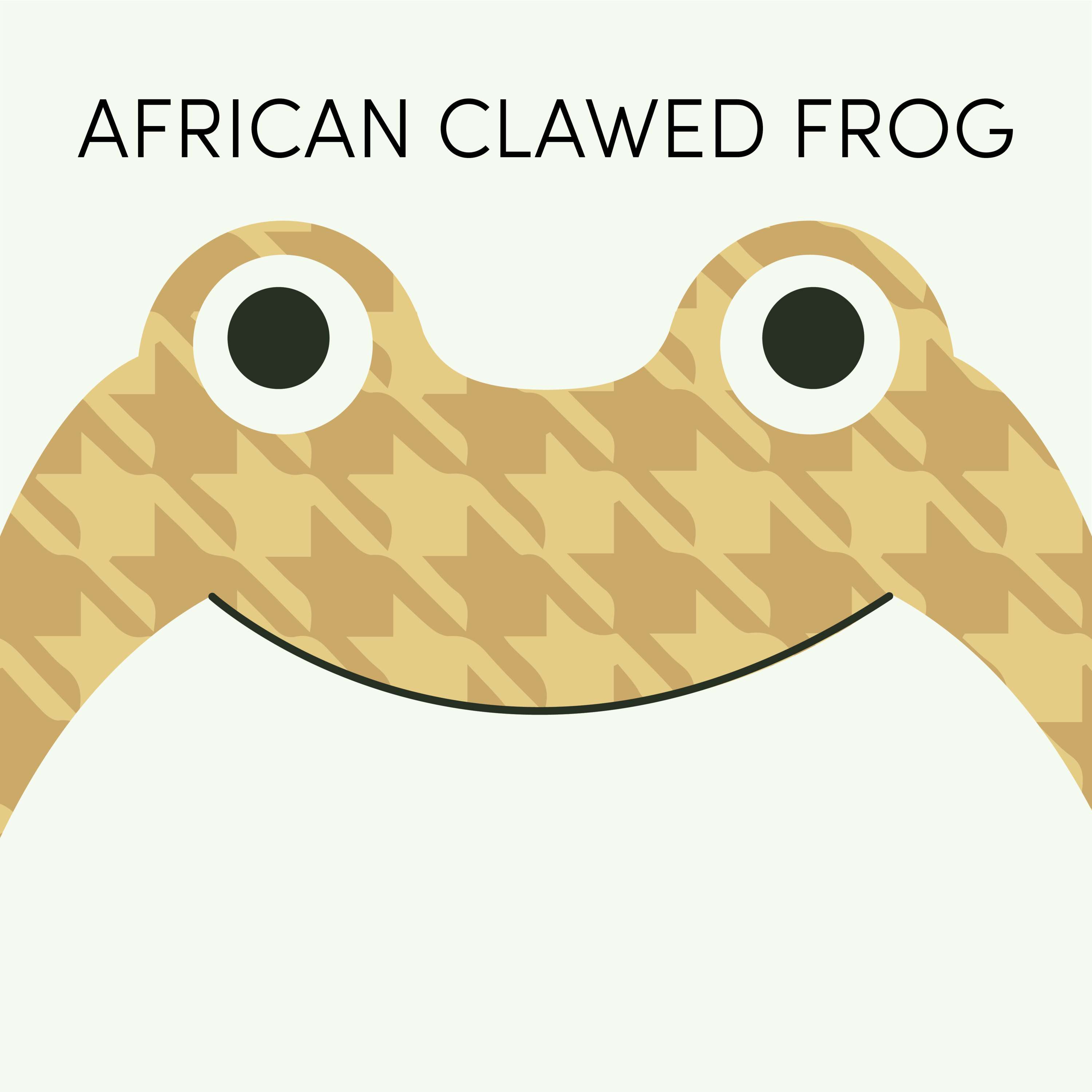 African Clawed Frog | Week of August 16th