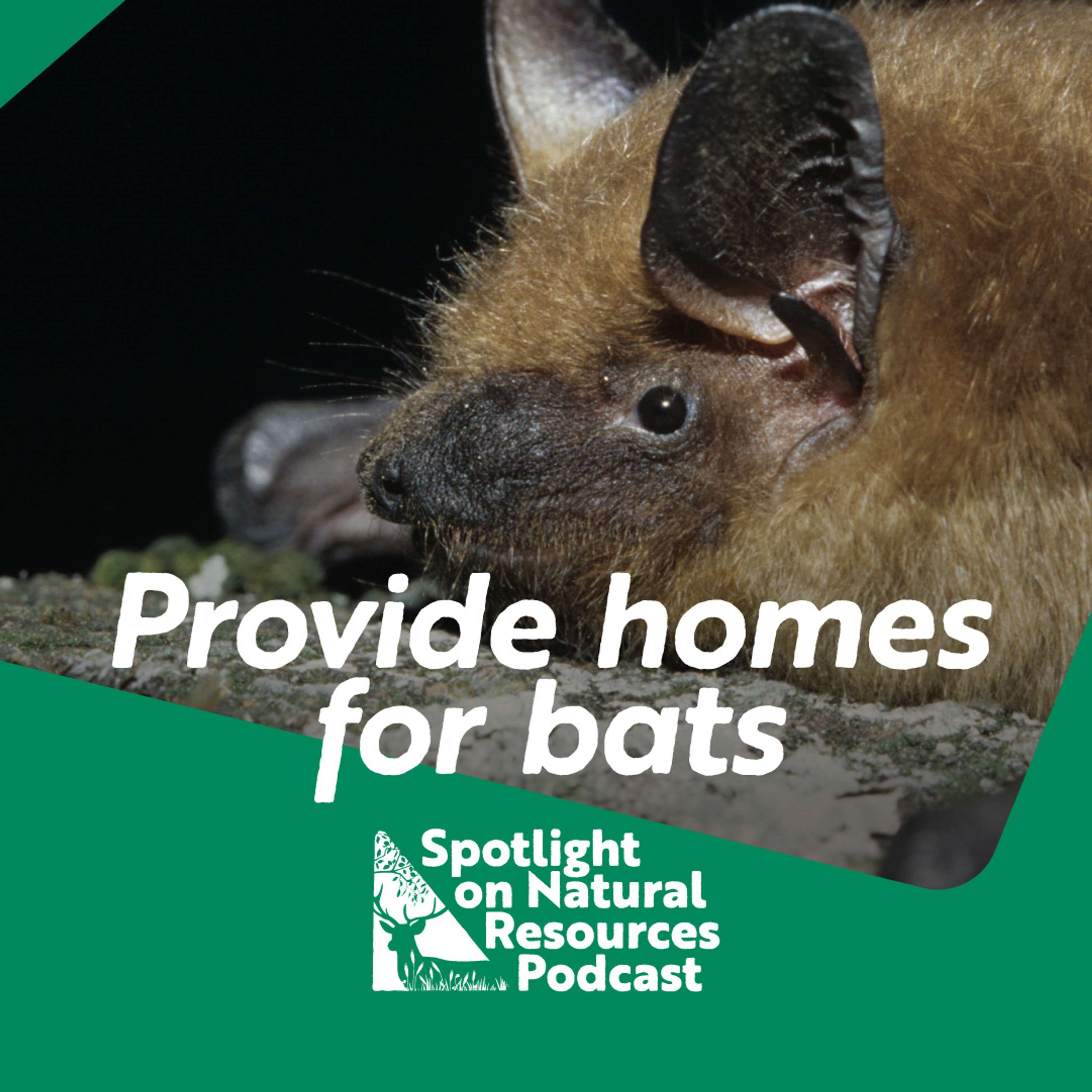 Everyday Environment Podcast
