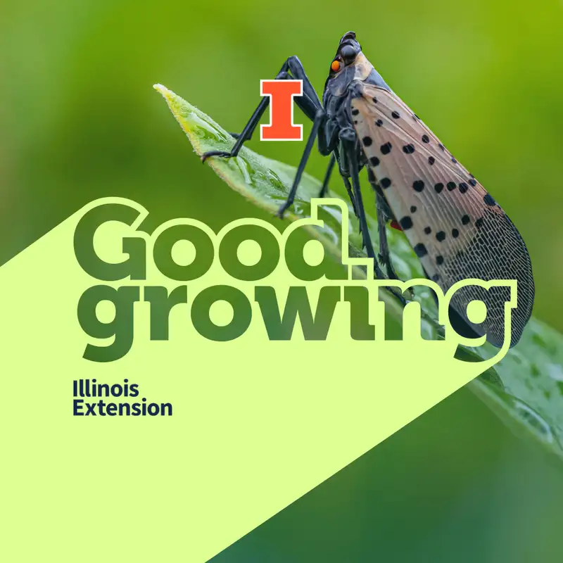 Ep. 153 Talking Spotted Lanternfly with Dr. Kacie Athey | #GoodGrowing