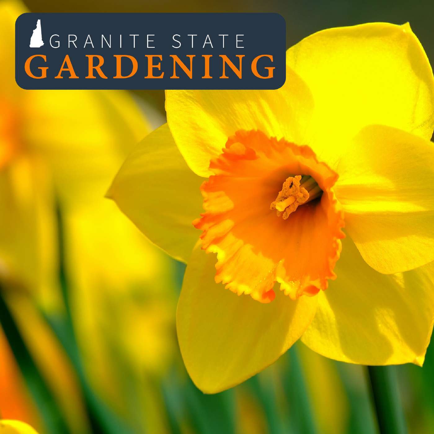 Fall Gardening for Rewards Next Year: Bulbs, Garlic and Lawns