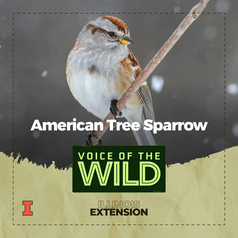 Episode 33: American Tree Sparrow – Voice of the Wild