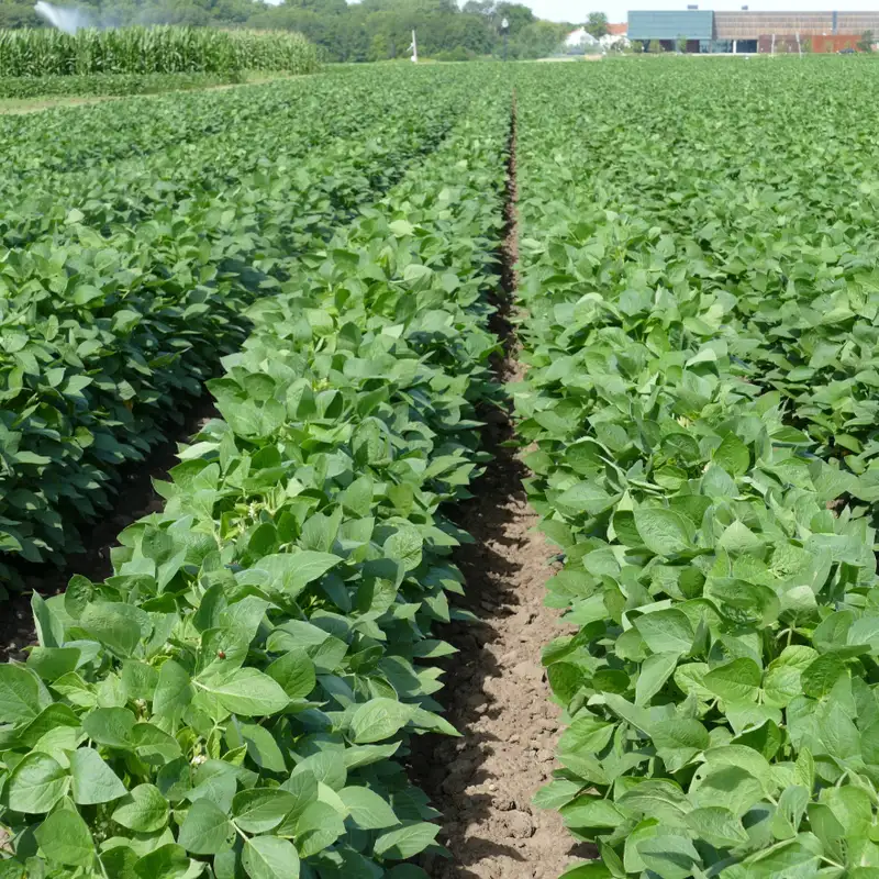 Soybean fertilizer management