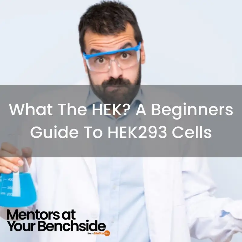 What the HEK? A Beginner’s Guide to HEK293 Cells